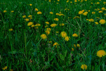 field of yellow dandelions in the green grass. Spring concept. Natural background 