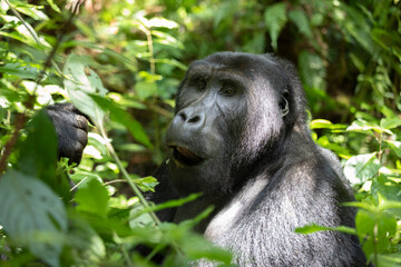 gorila východní nižinná