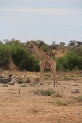 a giraffe with bird on it