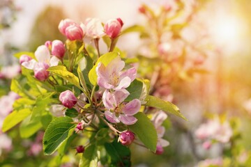 Beautiful apple tree flowers and spring sunlight