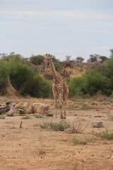 a giraffe with bird on it