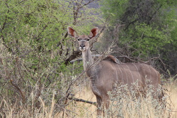 animal in a nationalpark in namibia