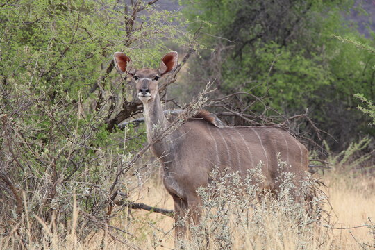 animal in a nationalpark in namibia
