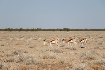 animal in a nationalpark in namibia