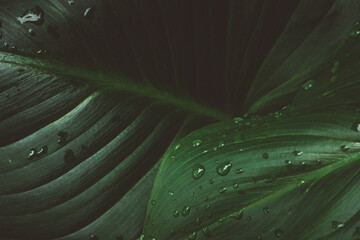 Closeup shot of water droplets on green leaves