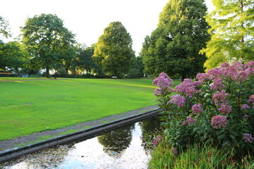 lush flowers on the background of a pond and trees in the park