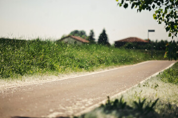 road in the countryside
