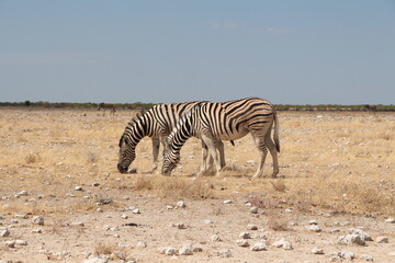 Obraz na płótnie Canvas zebra in etosha nationalpark