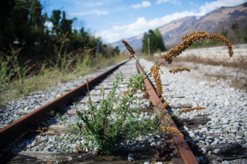 Obraz premium rinascita