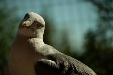 Seagull looking at camera