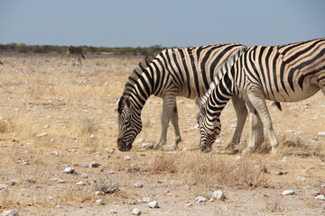Fototapeta na wymiar zebra in etosha nationalpark