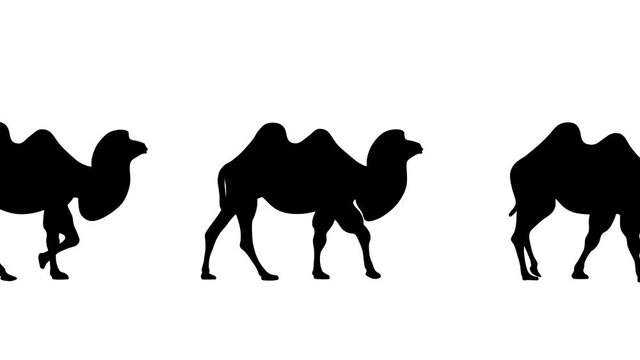 Walking Bactrian camels, animation on the white background