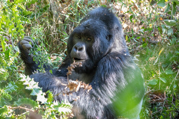 Gorilla beringei beringei, gorila horská