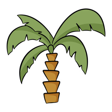 Palm tree in cartoon style. Vector illustration isolated on a white background.