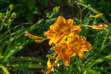 Focus on a pink cosmos flower in its field covered by similar cosmos flower