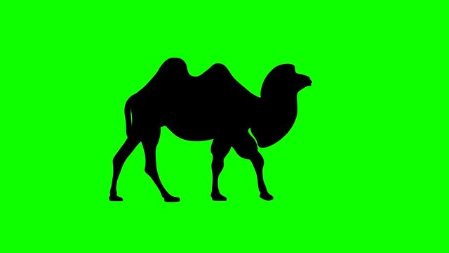 Walking Bactrian camel, animation on the green background