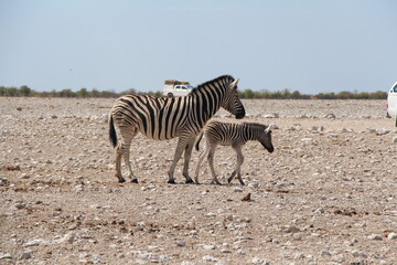 zebra in etosha nationalpark