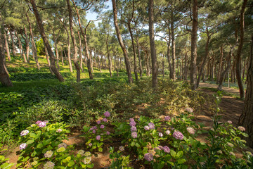 Obraz premium Focus on a pink cosmos flower in its field covered by similar cosmos flower