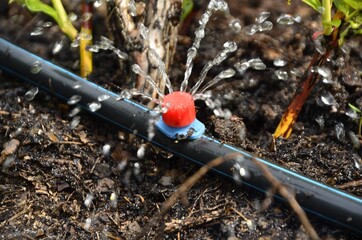 Drip irrigation.
The photo shows the irrigation system in a raised bed.
Blueberry bushes sprout...