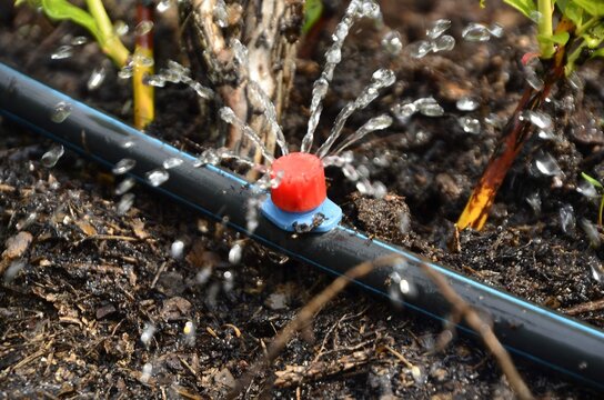 Drip irrigation.
The photo shows the irrigation system in a raised bed.
Blueberry bushes sprout from the litter against drip irrigation.
