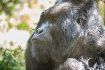 Gorilla beringei beringei, gorila horská