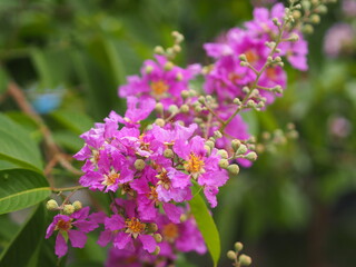 Obraz premium Bungor, Lagerstroemia floribunda Jack ex Blume violet flower tree in garden nature background