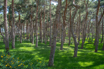 Focus on a pink cosmos flower in its field covered by similar cosmos flower