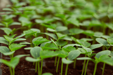 Cucumber plants close up in greenhouse. Green background. Agricultural work concept in spring. 
