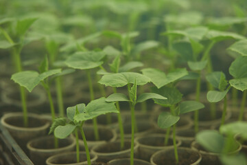 Cucumber plants in greenhouse. Green background. Agricultural work concept in spring