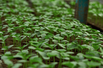 Cucumber plants in a greenhouse. Green background. Agricultural work concept in spring
