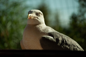 Seagull portrait outdoors