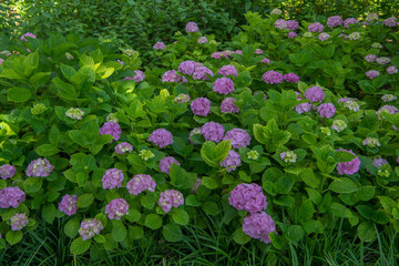 Focus on a pink cosmos flower in its field covered by similar cosmos flower