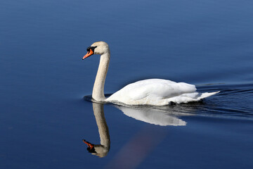 Fototapeta premium Mute Swan in marsh swimming and eating water plants on beautiful spring day