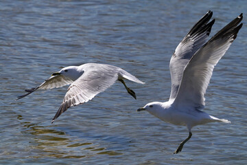 Two seagulls taking off and flying over lake in early spring sunshine