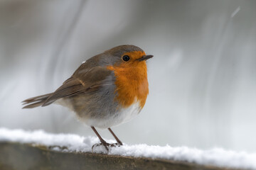 Robin in snowy weather
