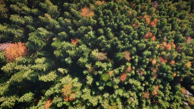 Top down colorful autumn fir forest aerial view. Sun nature background. Green, yellow and red fall color trees foliage. Deciduous and coniferous wood on mountain hill. Nobody landscape at sunny day