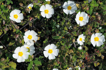 Cistus Salvifolius, Calabria, Italiy, Europe