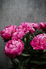Peony flowers close-up. Beautiful peony flower for catalog or online store. Bright flower on a background of a gray wall. Flower delivery.Copyspace.