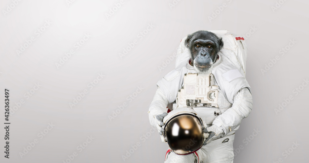 Poster monkey astronaut in a space suit with a helmet stands on a white background. spaceman chimpanzee, co