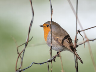 Robin at fence