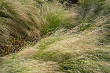 Focus on a pink cosmos flower in its field covered by similar cosmos flower