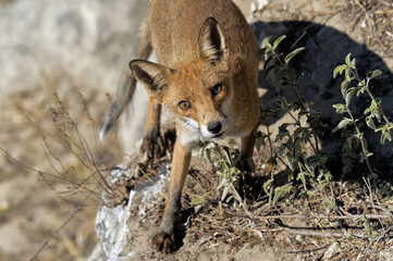 Red Fox, vulpes vulpes, Adult