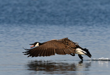Aggressive Canada Goose defending its territory