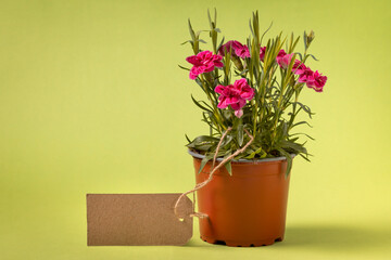 Flowers in a pot with empty gift tag