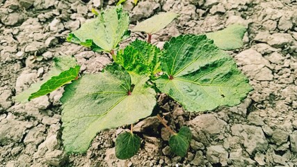Green lady finger plant in the field