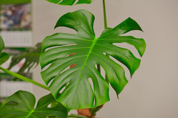 large green leaf of a plant on a white background