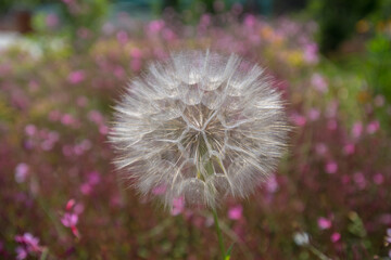 Fototapeta premium Focus on a pink cosmos flower in its field covered by similar cosmos flower