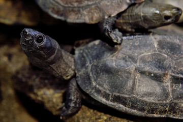 紀宝町ウミガメ公園