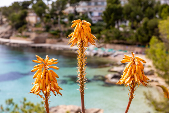 cala fornells,paguera,mallorca,spain