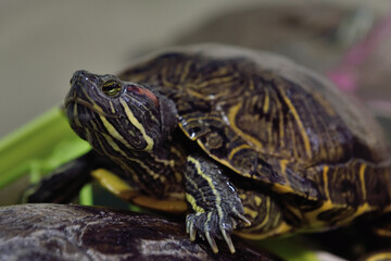 紀宝町ウミガメ公園